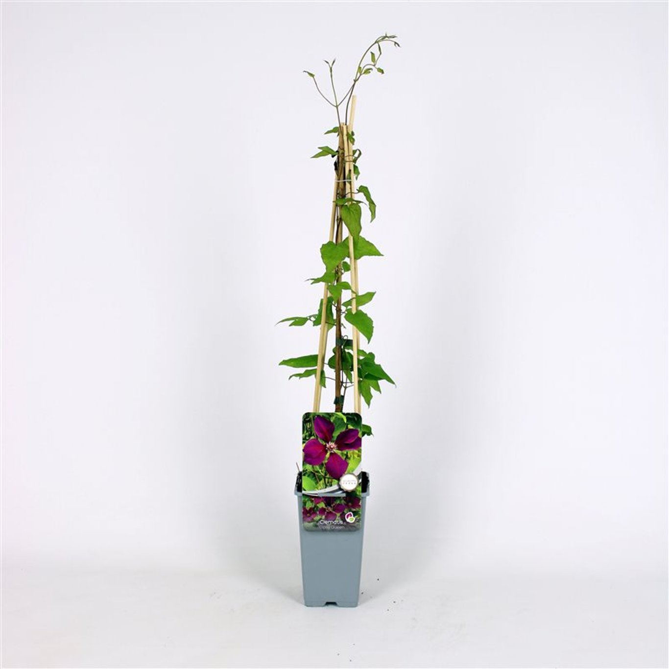 Klematis – Clematis 'Gipsy Queen' - C2 70/+ CM